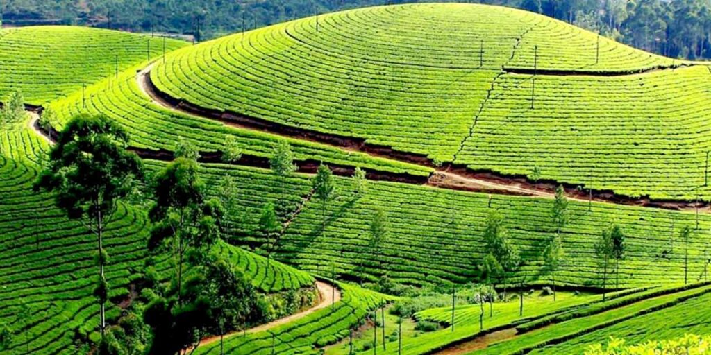 coonoor-tea-estate-entry-fee-timings-holidays-reviews-header-3