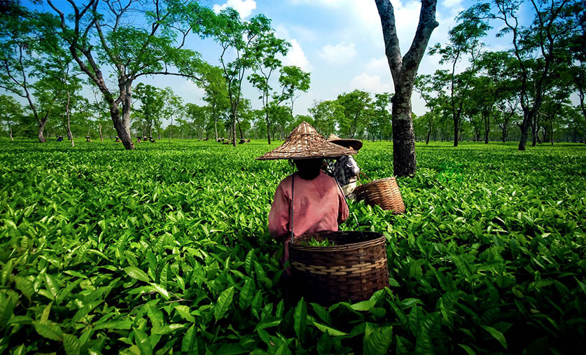 tea-trails-in-india-lg-cov