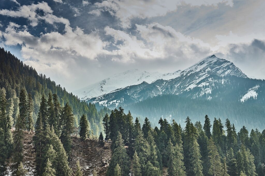 trees-7067747_1280