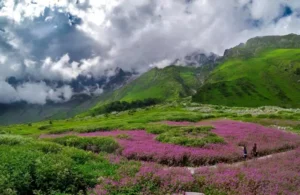 valley-of-flowers-6126119