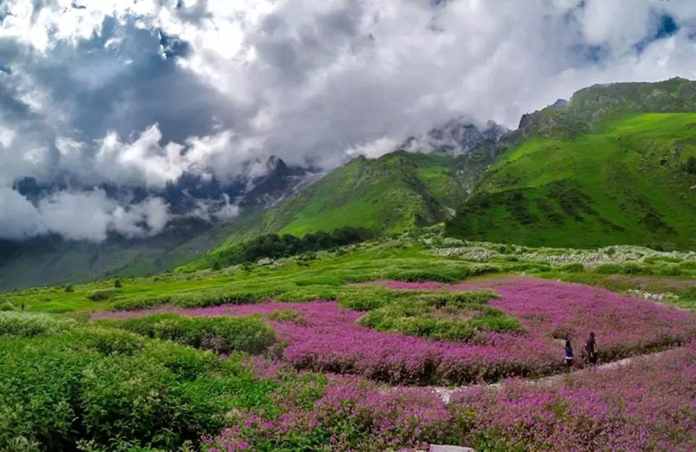 valley-of-flowers-6126119
