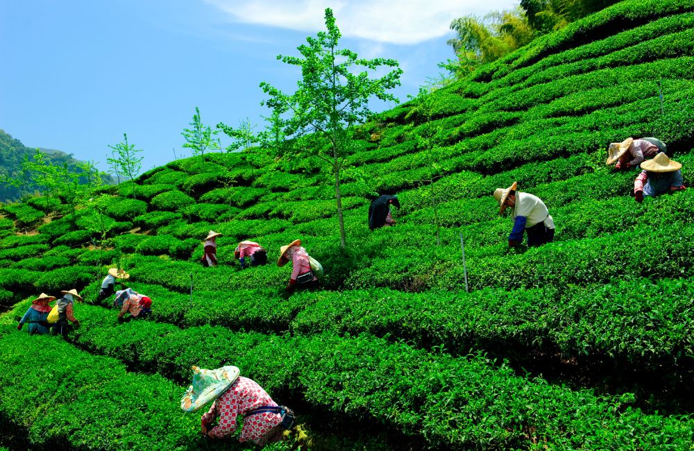 zyanna-the-beauty-of-indian-tea-gardens-a-visual-symphony-of-nature-and-culture